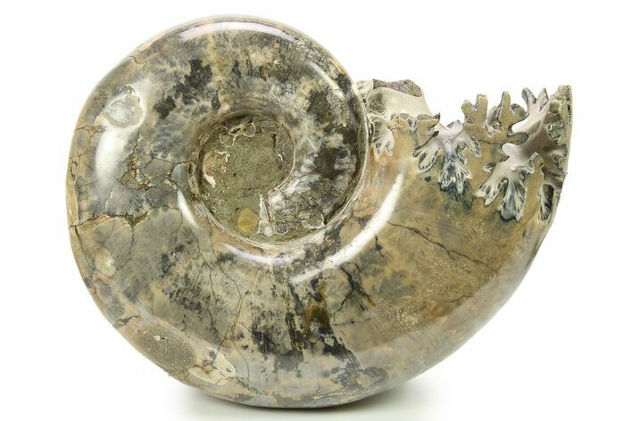 Polished Ammonite (Argonauticeras) Fossil - Madagascar #283519